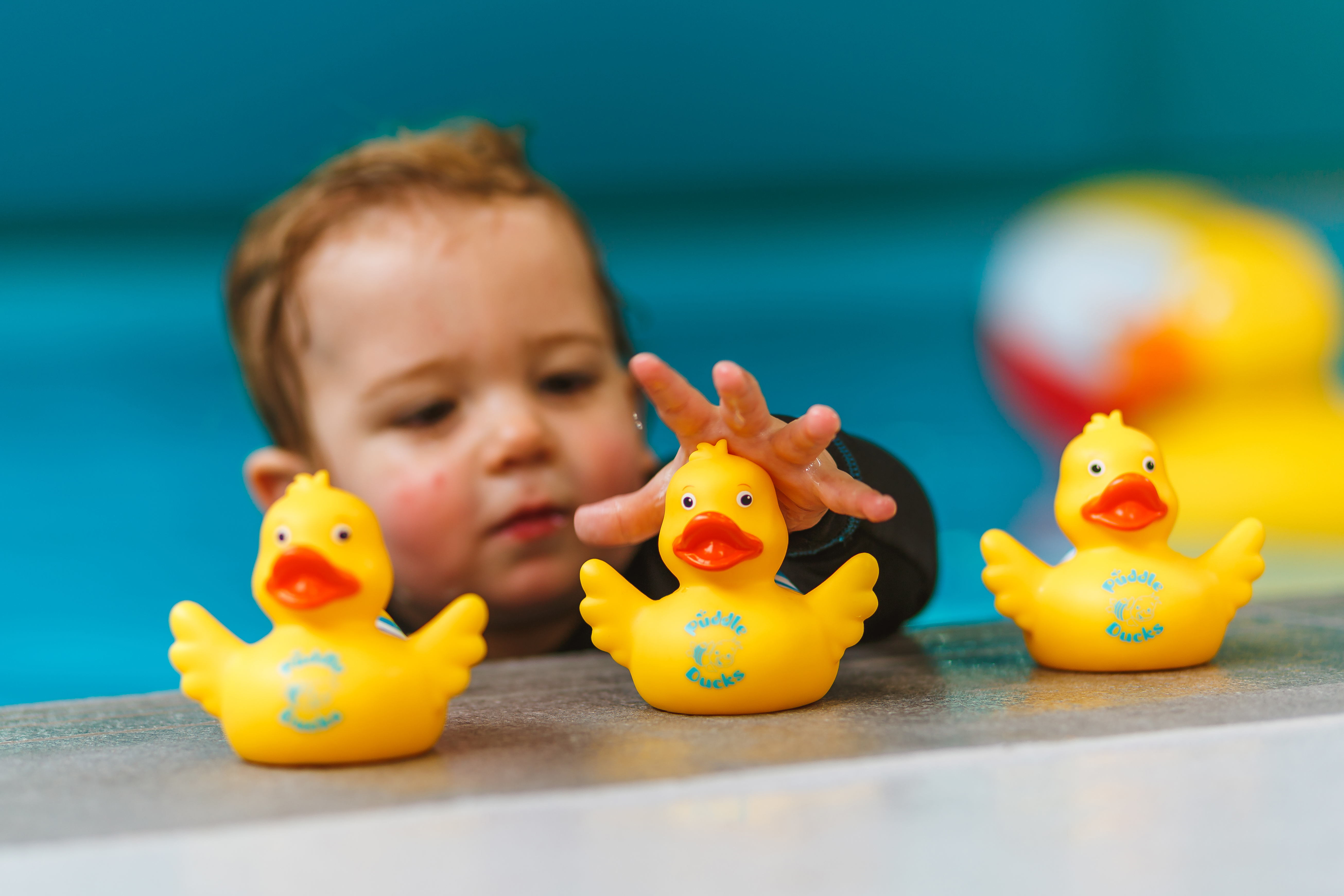 Baby Swimming 3 Ducks Image